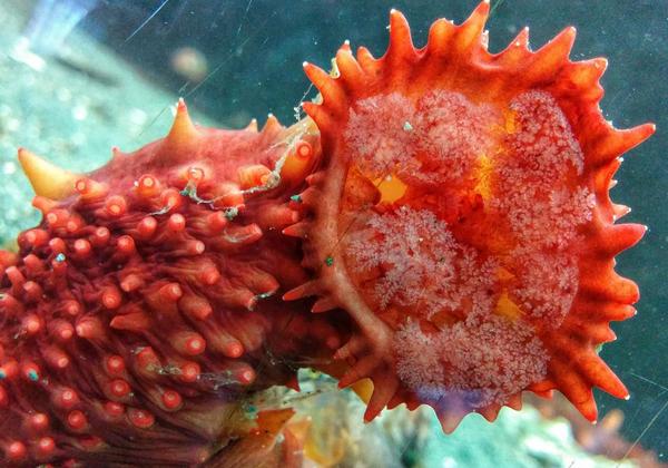 Sea Cucumber up close