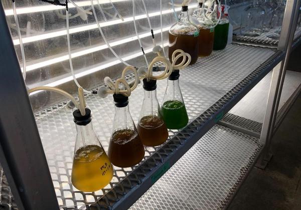 Flasks of different coloured algae