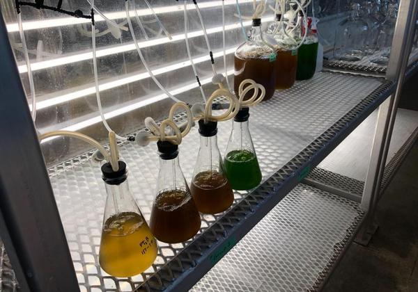 Micro-algae culture under UV lights