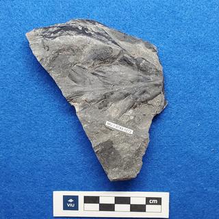 Cretaceous Protophyllocladus fossil in shale