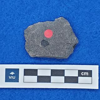 Cretaceous flower fossil in shale