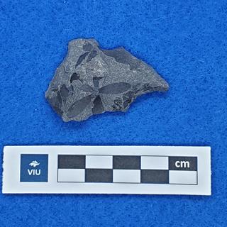 Cretaceous flower fossil in shale