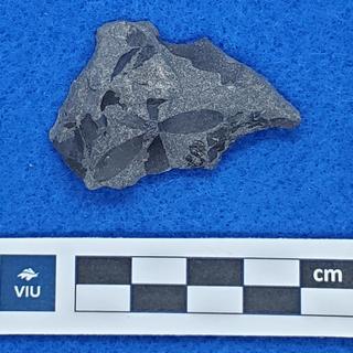 Cretaceous flower fossil in shale