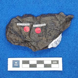 Cretaceous flower fossil in shale