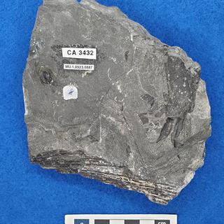 Cretaceous flower fossil in shale