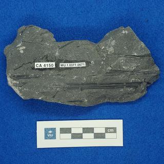 Cretaceous non-palm monocot fossils in shale