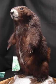 Vancouver Island Marmot