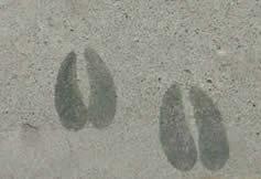 deer hoof prints