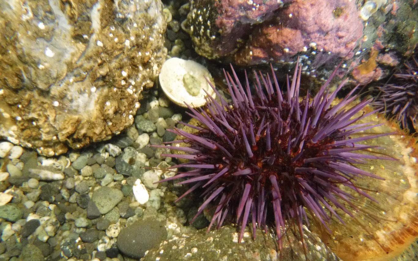 Scholarships for Fisheries Studnets