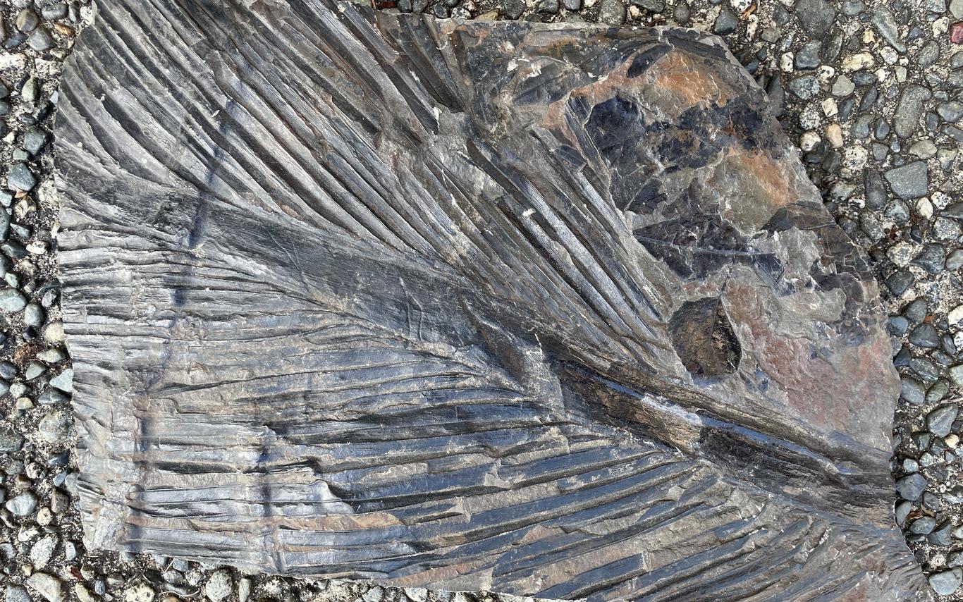 Photo of palm fossil in shale