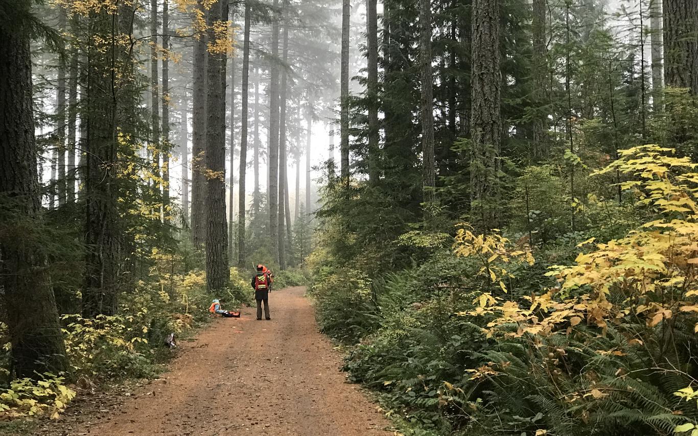 A person on path going through a misty forest