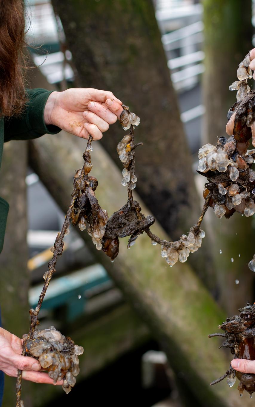VIU students on the docks and pilings looking at marine life